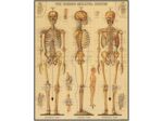 Cavallini Puzzle 1000 Pièces, Système Squelettique : Une Exploration Anatomique Fascinante