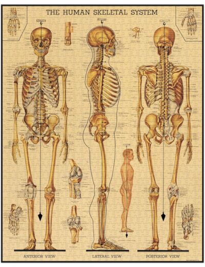 Cavallini Puzzle 1000 Pièces, Système Squelettique : Une Exploration Anatomique Fascinante