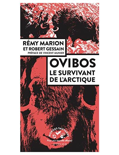 OVIBOS - LE SURVIVANT DE L'ARCTIQUE - ILLUSTRATIONS, NOIR ET BLANC
