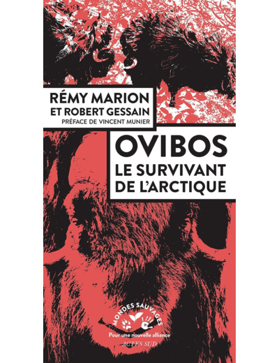 OVIBOS - LE SURVIVANT DE L'ARCTIQUE - ILLUSTRATIONS, NOIR ET BLANC