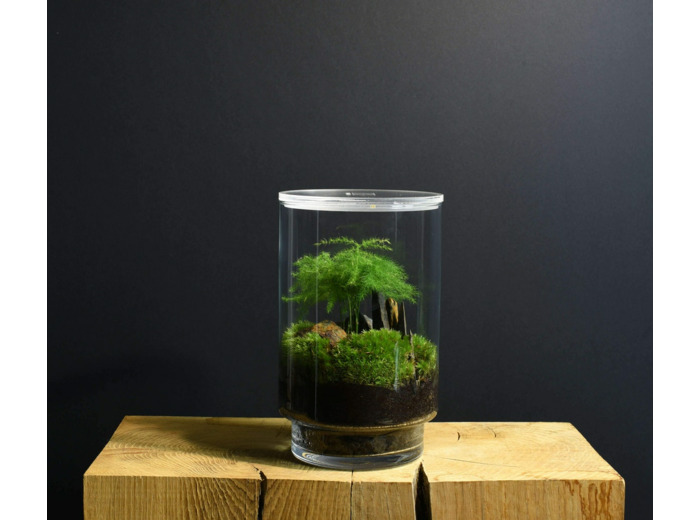 TERRARIUM ORIGINAL #12