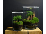 TERRARIUM ORIGINAL #12