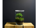 TERRARIUM ORIGINAL #12