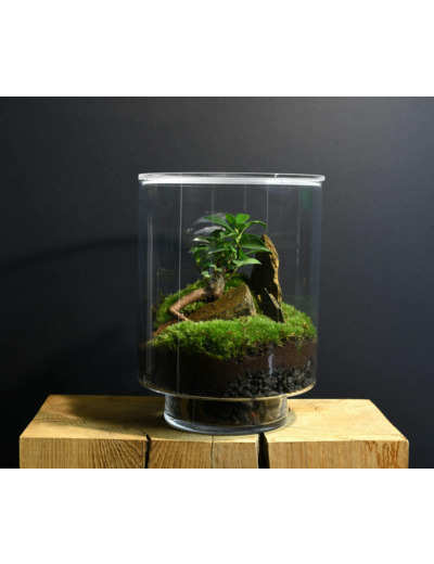 TERRARIUM ORIGINAL #19