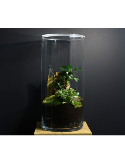 TERRARIUM IWAKI