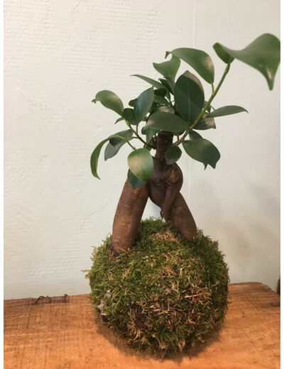 Kokedama Ficus Ginseng Modèle Kurama