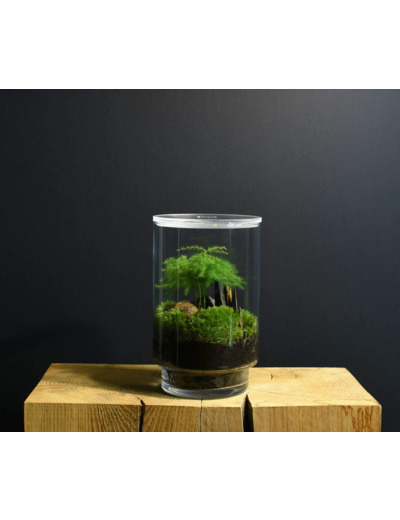 TERRARIUM ORIGINAL #12